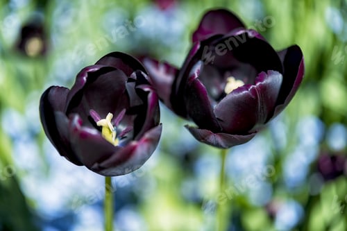 Preview: Beautiful Black Tulip In Sunny Day.