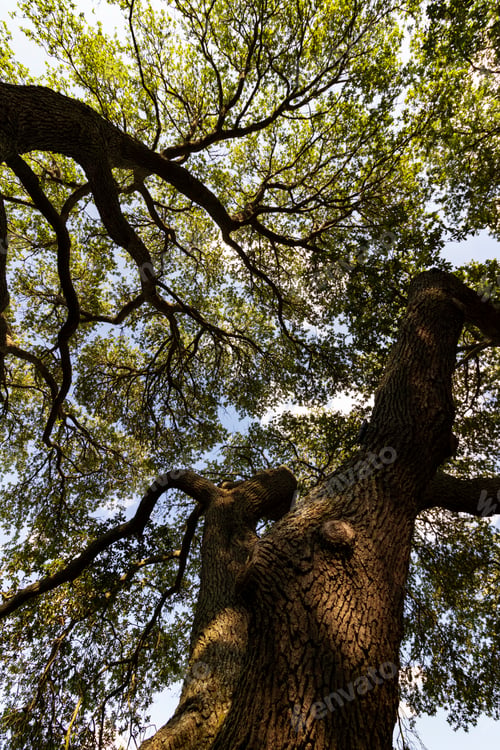 Preview: Looking Up At Southern Live Oak Trees
