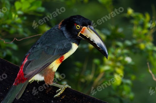 Preview: Aracari Toucan Perched On A Branch In The Rainforest Of Belize