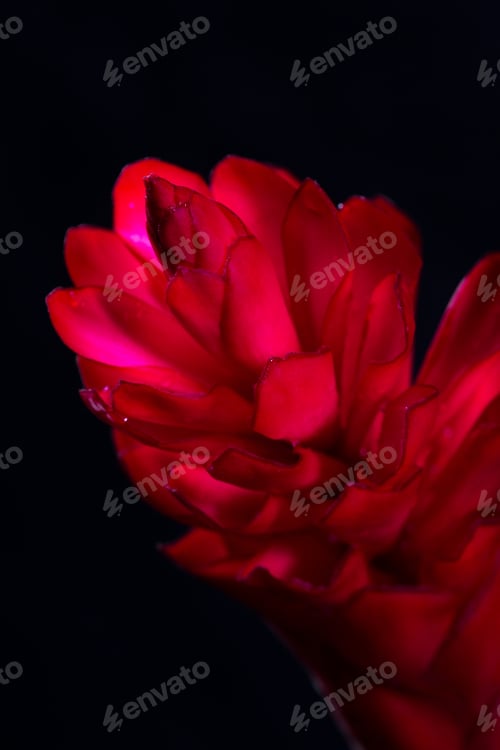 Preview: Close Up Of A Vivid Red Ginger Bloom Isolated On A Black Background