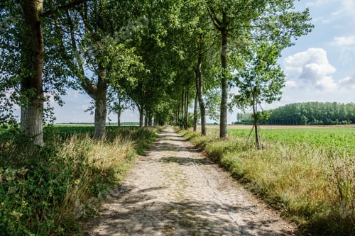 Preview: Dirt Road Through Grass Field