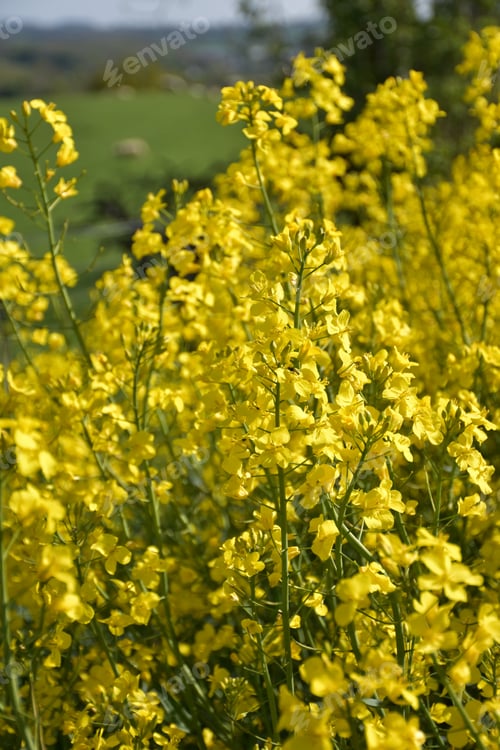Preview: Springtime With Flowering Yellow Rape Seed Blooming.