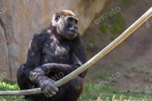 Preview: Young Western Gorilla At A Zoo In California Holding On To A Rope