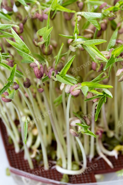 Preview: Close Up Of A Group Of Green Soybean Sprouts With Long Stems And Green Leaves
