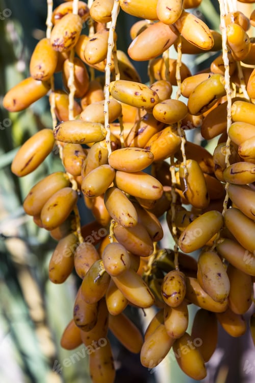 Preview: Close Up Of Organic California Dates On A Palm Tree