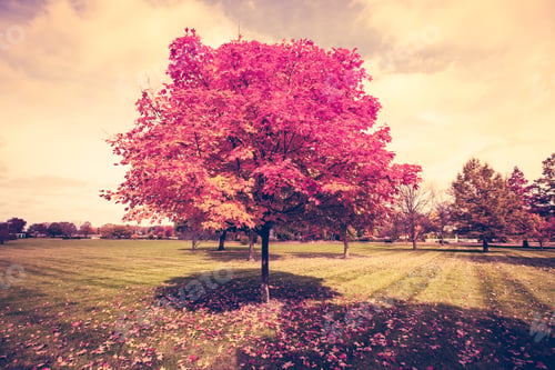 Preview: Autumn