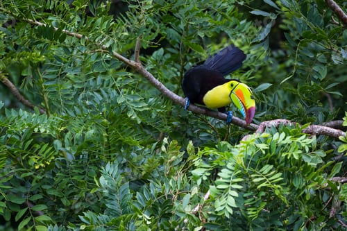 Preview: Keel Billed Tucan Perched On A Tree In The Rainforest Of Costa Rica