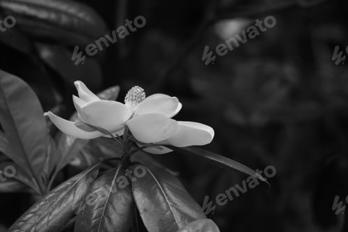 Preview: Magnolia Flower In Black And White