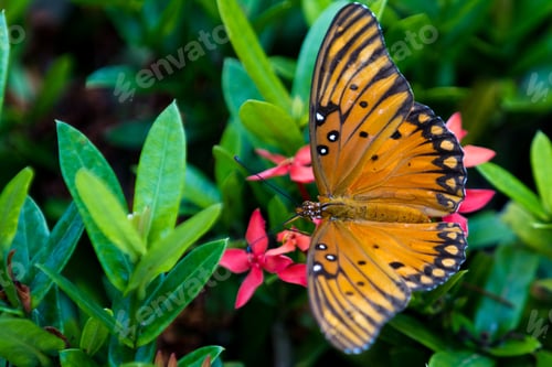 Preview: Beautiful Butterfly On A Cluster Of Tropical Flowers