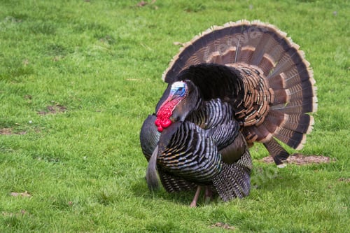 Preview: Adult Male Tom Turkey Showing Off His Colorful Feathers On A Green Spring Morning