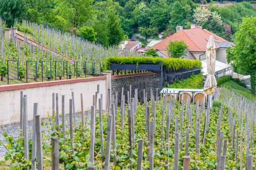 Preview: View Of Vineyards In Prague Of Czech Republic.