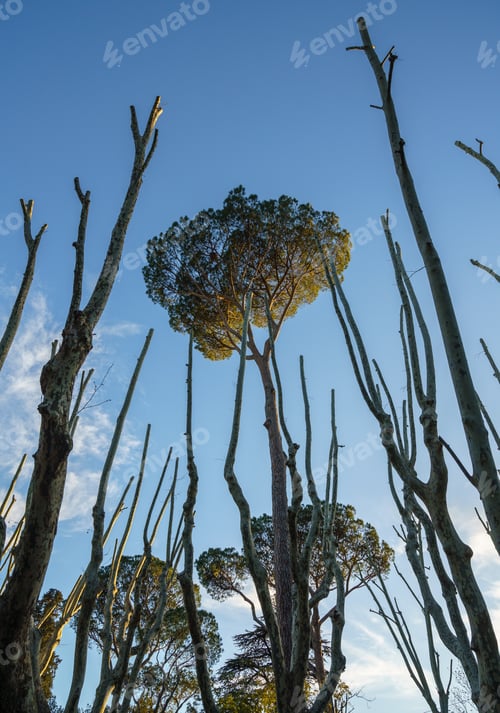 Preview: Ornamental Stone Pine Tree Above Dead Trunks And Stumps In Public Park In Rome