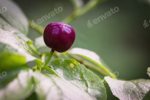 Preview: Close Up Of Fresh Huckleberries On The Plant In The Mountains Of Southern Oregon