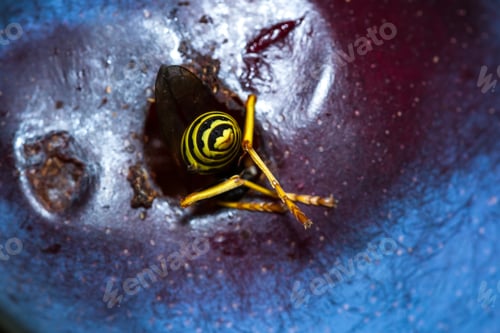 Preview: Close Up Of A Yellow Jacket'S Butt Sticking Out Of A Hole In An Overripe Plum
