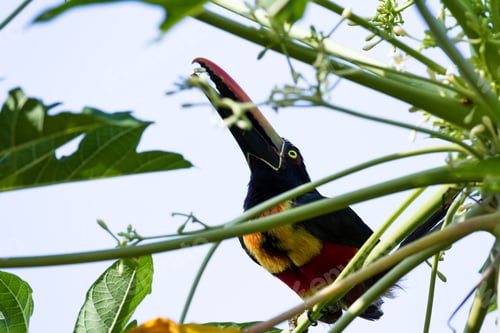 Preview: Fiery Billed Aracari Perched On A Small Green Tree In The Costa Rican Southern Pacific