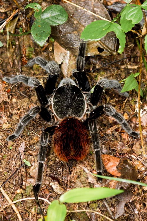 Preview: Large Tarantula In The Rainforest Of Belize