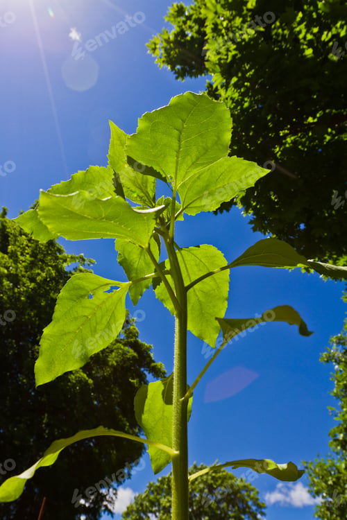 Preview: Closeup Of A Sunflower Plant Growing Tall Towards The Blue Sky