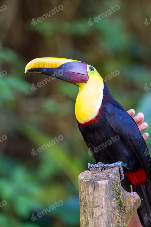 Preview: Close Up Of A Chestnut Mandibled Toucan In Tropical Costa Rica