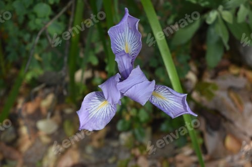 Preview: Stunning Purple Iris Blossoming In California