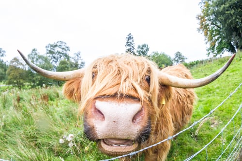 Preview: Close Up Of A Brown Highland Bull In Fresh Green Pastures In The Scottish Highlands