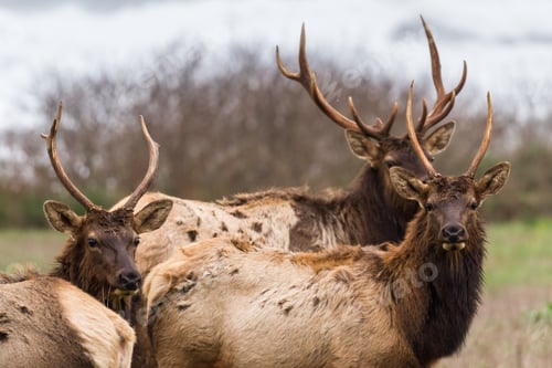 Preview: Roosevelt Elk Enjoying A Tranquil Cloudy Day At The Northern California Coast With A Nice Fresh