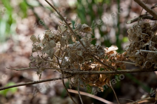 Preview: Dystopian Flowers Outside
