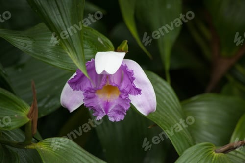 Preview: Purple And White Orchid In A Garden
