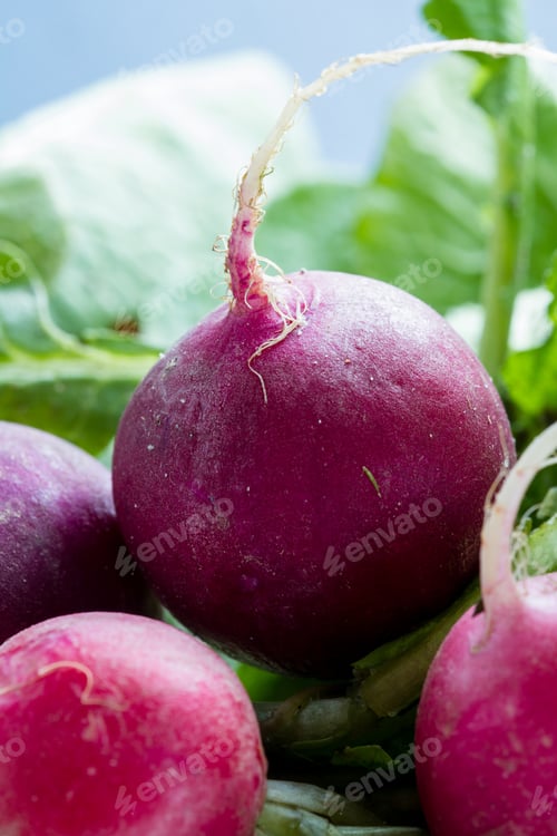 Preview: Close Up Of Raw Organic Radishes For A Healthy Diet Or Nutritional Food Concept