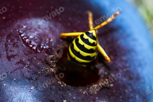Preview: Close Up Of A Yellow Jacket'S Butt Sticking Out Of A Hole In An Overripe Plum