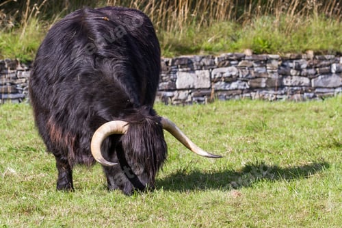 Preview: Close Up Of An Adult Highland Cow In A Field With Fresh Green Grass Late Summer In The Scottish