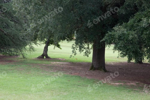 Preview: Trees Outdoors In Nature