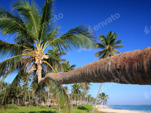 Preview: Tropical Beach With Palm Tree