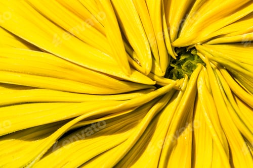 Preview: Close Up Of A Sunflower With Closed Petals Forming A Beautiful Pattern