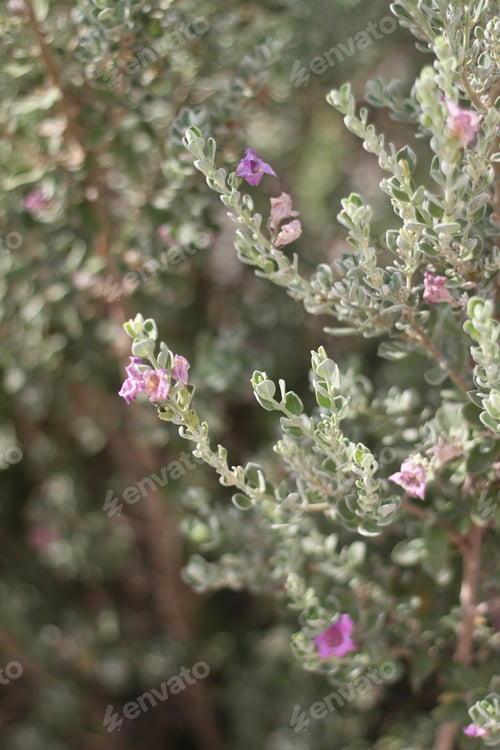 Preview: A Leucophyllum Fructescens Cenizo Plant With Purple Flowers 0688