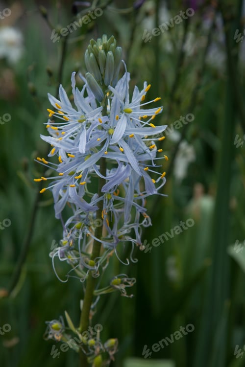 Preview: Delicate Blue Flower In A Field Of Green