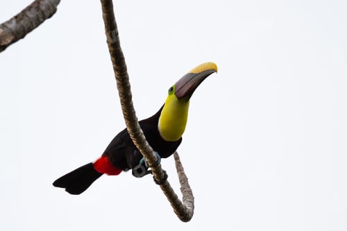 Preview: Wild Chestnut Mandibles Toucan Perched On A Tree Branch In The Costa Rica South Pacific