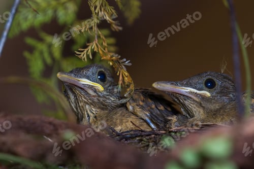 Preview: Two Young Yiguirros In A Nest Sitting Perfectly Still Waiting For Their Parents To Come Back With