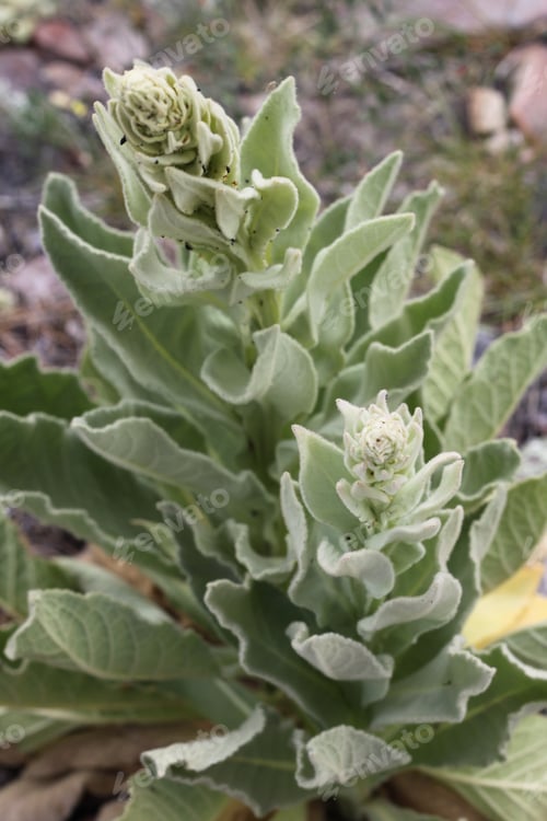 Preview: A Verbascum Thapsus Plant With Green Leaves 8457