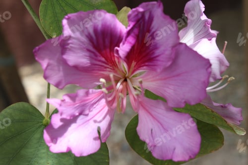 Preview: An Orchid Tree With Purple Flowers 5339