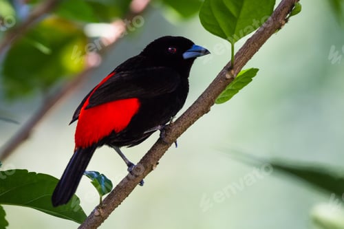 Preview: Close Up Of A Passerini"S Tanager Or Carpet Rumped Tanger In The Costa Rican Rainforest