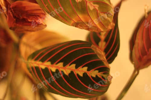 Preview: Green Prayer Plant Leaves With Bright Stripes 0408