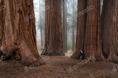 Preview: Adult Male Enjoying Nature In A Giant Sequoia Forest With Fog In The Background