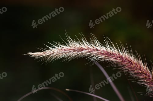 Preview: Natural Red In The Sunshine From The Garden