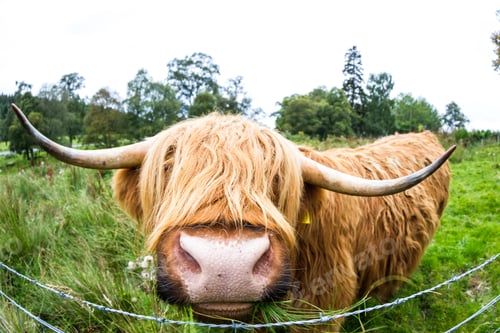 Preview: Close Up Of A Brown Highland Bull In Fresh Green Pastures In The Scottish Highlands