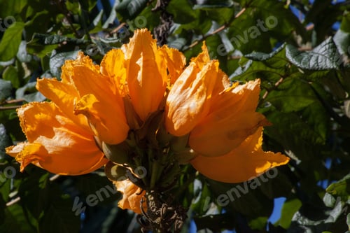 Preview: Orange Flowers Outdoors In The Sunshine