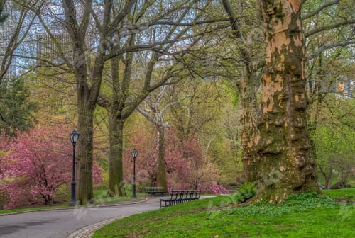 Preview: Central Park, Manhattan, New York City In Spring With Japanese Cherry Trees In Bloom