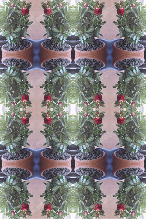 Preview: An Adenium Plant Abstract With Deep Crimson Red Flowers 0163