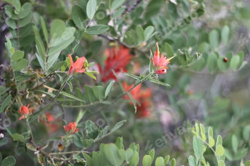 Preview: A Bush Of Castilleja Subinclusa With Orange Flowers 8148
