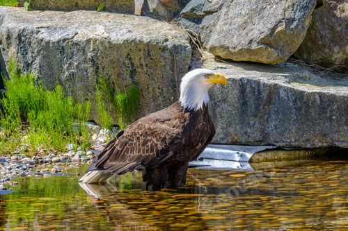 Preview: Portrait Of A Bald Eagle (Lat. Haliaeetus Leucocephalus) In Vancouver, Canada.