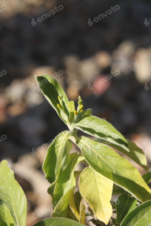 Preview: A Closeup Of A Mexican Honeysuckle Plant With Green Leaves And Bright Orange Flower Buds 2808